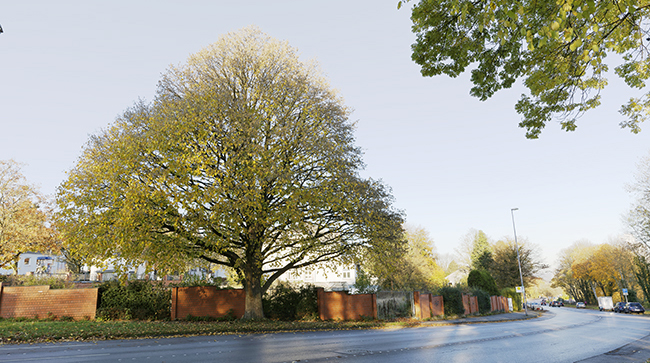 Hohenstaufenallee - Türkische Hasel